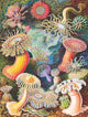 Sea Anemones 1,000 Piece Puzzle